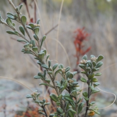 Phebalium squamulosum subsp. ozothamnoides (Alpine Phebalium, Scaly Phebalium) at Pine Island to Point Hut - 20 Aug 2018 by michaelb