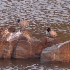 Chenonetta jubata (Australian Wood Duck) at Pine Island to Point Hut - 20 Aug 2018 by michaelb