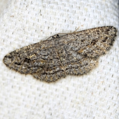 Zermizinga sinuata (Lucerne Looper, Spider Moth) at O'Connor, ACT - 22 May 2018 by ibaird