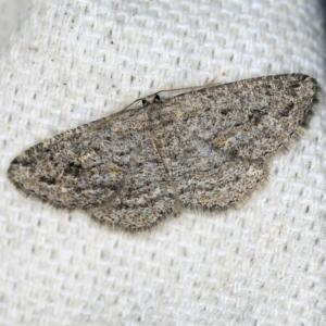 Zermizinga sinuata at O'Connor, ACT - 22 May 2018 11:46 PM