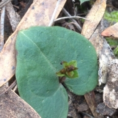 Acianthus sp. at Acton, ACT - suppressed