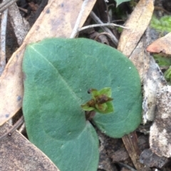 Acianthus sp. at Acton, ACT - 26 Aug 2018