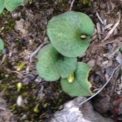 Cyrtostylis reniformis (Common Gnat Orchid) at Point 5595 by PeterR