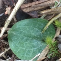 Cyrtostylis reniformis (Common Gnat Orchid) at Canberra Central, ACT by PeterR