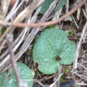 Cyrtostylis reniformis at suppressed - 25 Aug 2018