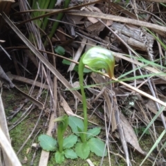Pterostylis nutans (Nodding Greenhood) at Canberra Central, ACT - 25 Aug 2018 by PeterR