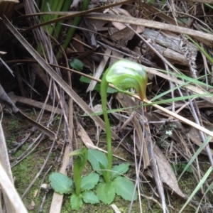 Pterostylis nutans at Canberra Central, ACT - 25 Aug 2018