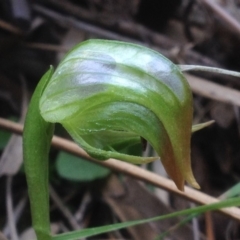 Pterostylis nutans at Canberra Central, ACT - 25 Aug 2018