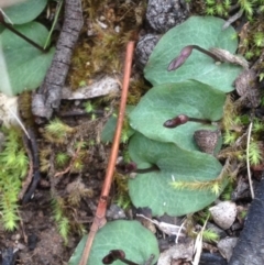 Cyrtostylis reniformis (Common Gnat Orchid) at Acton, ACT - 24 Aug 2018 by PeterR