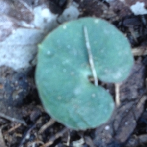 Acianthus sp. at Acton, ACT - 11 Jul 2018