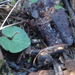 Acianthus sp. at Acton, ACT - suppressed