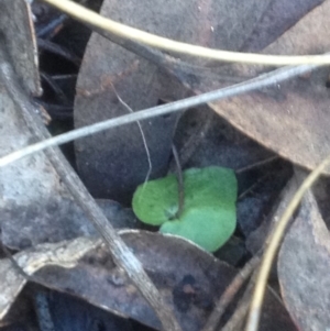 Acianthus sp. at Acton, ACT - 15 Jul 2018