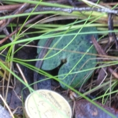 Acianthus sp. at Acton, ACT - suppressed