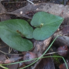 Acianthus sp. (Mayflower Orchid) at Point 5438 - 21 Jul 2018 by PeterR