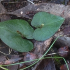 Acianthus sp. (Mayflower Orchid) at Black Mountain - 21 Jul 2018 by PeterR