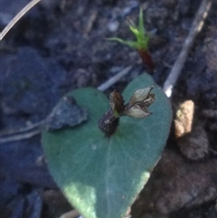 Acianthus sp. at Point 5438 - suppressed