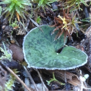 Acianthus sp. at Point 5438 - suppressed