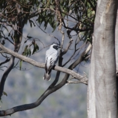 Coracina novaehollandiae (Black-faced Cuckooshrike) at Michelago, NSW - 8 Dec 2011 by Illilanga