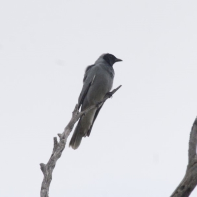 Coracina novaehollandiae (Black-faced Cuckooshrike) at Illilanga & Baroona - 23 Apr 2012 by Illilanga