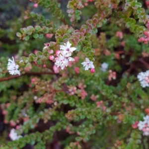 Leionema lamprophyllum subsp. obovatum at Tharwa, ACT - suppressed