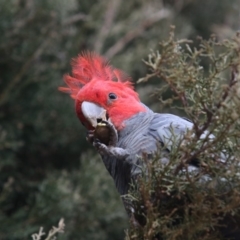 Callocephalon fimbriatum (Gang-gang Cockatoo) at Chifley, ACT - 31 Aug 2018 by redsnow