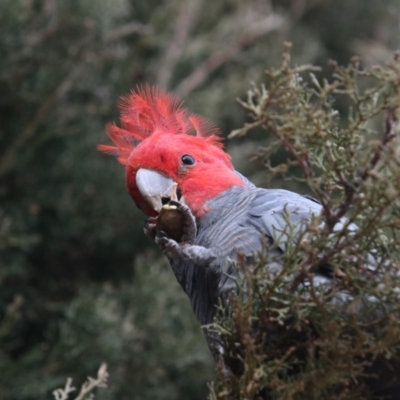 Callocephalon fimbriatum (Gang-gang Cockatoo) at Chifley, ACT - 31 Aug 2018 by redsnow