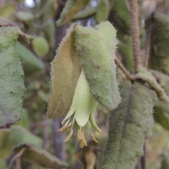 Correa reflexa var. reflexa (Common Correa, Native Fuchsia) at Greenway, ACT - 20 Aug 2018 by MichaelBedingfield