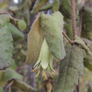 Correa reflexa var. reflexa at Greenway, ACT - 20 Aug 2018 06:12 PM