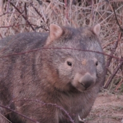 Vombatus ursinus (Common wombat, Bare-nosed Wombat) at Pine Island to Point Hut - 20 Aug 2018 by michaelb
