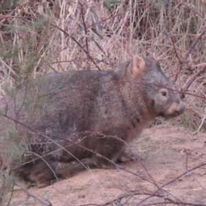 Vombatus ursinus at Greenway, ACT - 20 Aug 2018