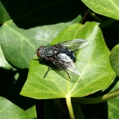 Calliphora sp. (genus) (Unidentified blowfly) at Kambah, ACT - 30 Aug 2018 by MatthewFrawley