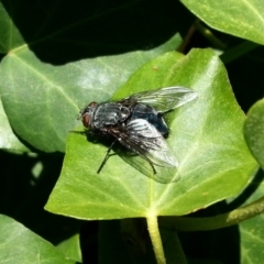 Calliphora sp. (genus) (Unidentified blowfly) at Kambah, ACT - 29 Aug 2018 by MatthewFrawley