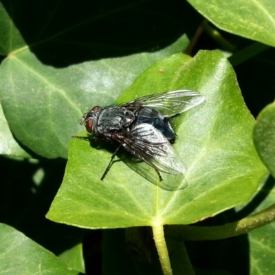Calliphora sp. (genus) (Unidentified blowfly) at Kambah, ACT - 29 Aug 2018 by MatthewFrawley