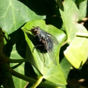 Calliphora sp. (genus) at Kambah, ACT - 30 Aug 2018