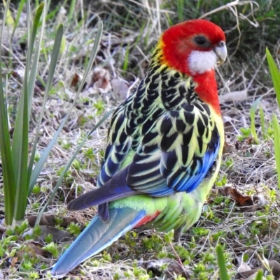 Platycercus eximius (Eastern Rosella) at Aranda, ACT - 26 Aug 2018 by KMcCue