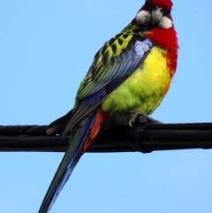 Platycercus eximius at Aranda, ACT - 26 Aug 2018