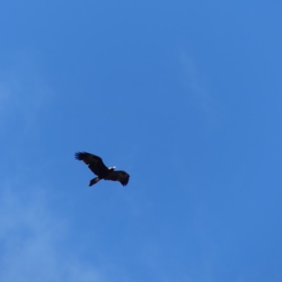 Aquila audax (Wedge-tailed Eagle) at Hackett, ACT - 1 Sep 2018 by WalterEgo