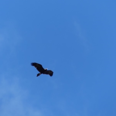 Aquila audax (Wedge-tailed Eagle) at Mount Ainslie - 31 Aug 2018 by WalterEgo