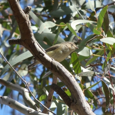 Smicrornis brevirostris (Weebill) at Majura, ACT - 1 Sep 2018 by WalterEgo