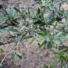 Pyracantha angustifolia (Firethorn, Orange Firethorn) at Majura, ACT - 1 Sep 2018 by WalterEgo