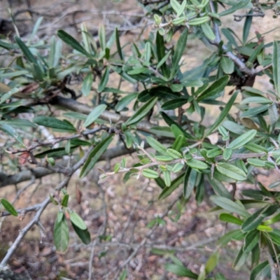Pyracantha angustifolia (Firethorn, Orange Firethorn) at Mount Ainslie - 1 Sep 2018 by WalterEgo