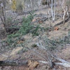 Pyracantha angustifolia at Majura, ACT - 1 Sep 2018 10:22 AM