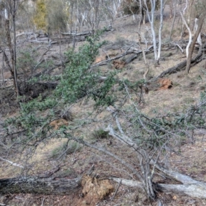 Pyracantha angustifolia at Majura, ACT - 1 Sep 2018 10:22 AM