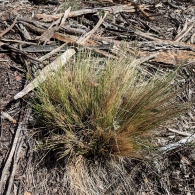 Nassella trichotoma (Serrated Tussock) at Mount Ainslie - 1 Sep 2018 by WalterEgo