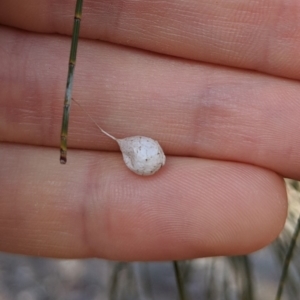 Tamopsis sp. (genus) at Hackett, ACT - 1 Sep 2018 12:18 PM