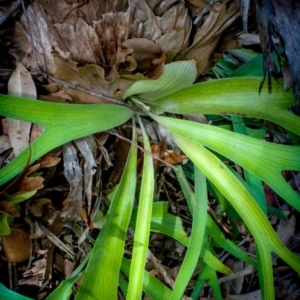 Platycerium bifurcatum at Corunna, NSW - 1 Sep 2018