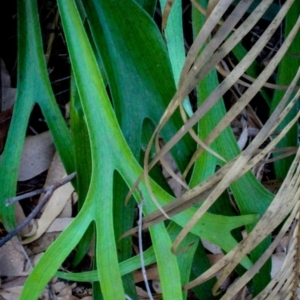 Platycerium bifurcatum at Corunna, NSW - 1 Sep 2018