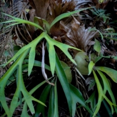 Platycerium bifurcatum at Corunna, NSW - 1 Sep 2018