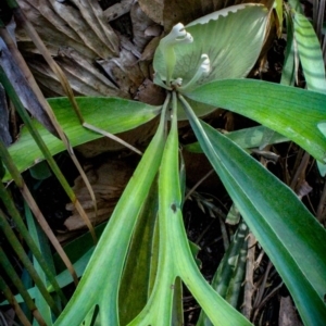 Platycerium bifurcatum at Corunna, NSW - suppressed