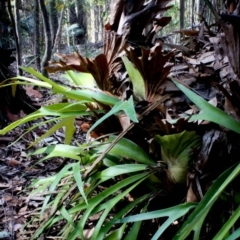 Platycerium bifurcatum at Corunna, NSW - 1 Sep 2018